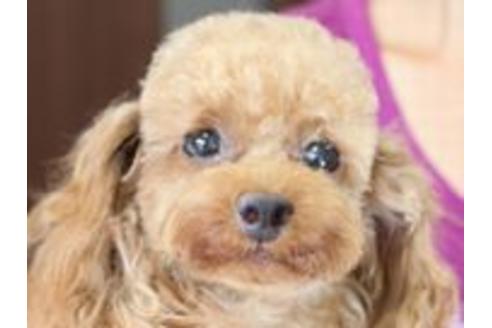 販売中のトイプードルの親犬